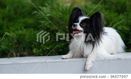 Papilion dog outdoors. Portrait of a black and white continental spaniel. Papilion dog outdoors. Portrait of a black and white continental spaniel. 96877897