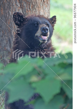 American black bear 96877904