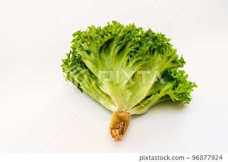 Frill lettuce Frill lettuce 96877924