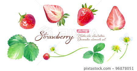 Watercolor illustration of strawberry. Flower, leaf, fruit parts set (vector) 96878051
