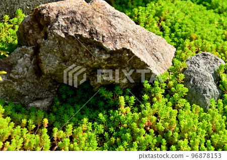 野草在岩石上爬行 96878153