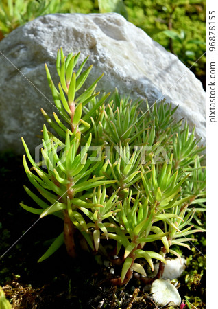 Wild grasses crawling on rocks Wild grasses crawling on rocks 96878155