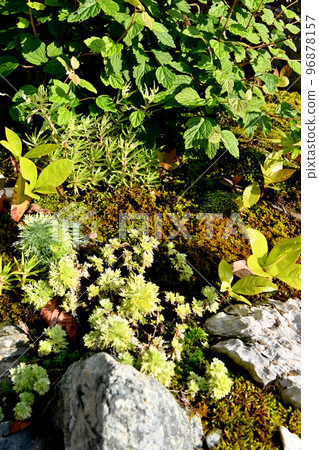 Bonsai moss and wildflowers 96878157