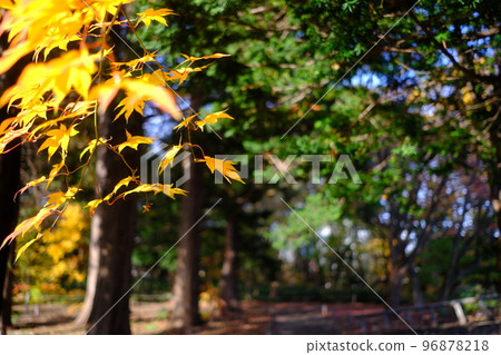 Fall landscape Fall landscape 96878218
