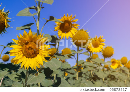 Blurry background with blooming sunflowers (Helianthus annuus) of various shapes on field 96878317