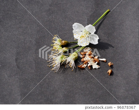Preparation for artificial pollination and collection of cherry pollen 96878367