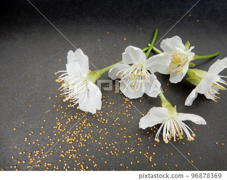 Preparation for artificial pollination and collection of cherry pollen Preparation for artificial pollination and collection of cherry pollen 96878369