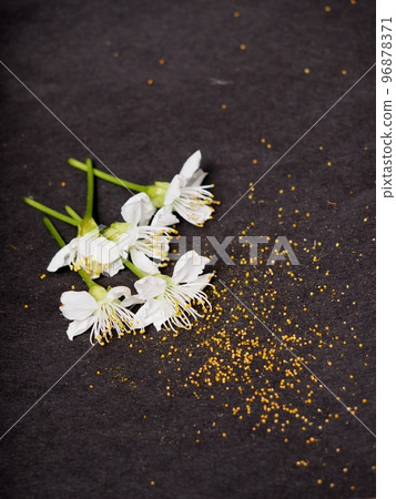 Preparation for artificial pollination and collection of cherry pollen 96878371