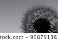 December dandelion fluff 96879138