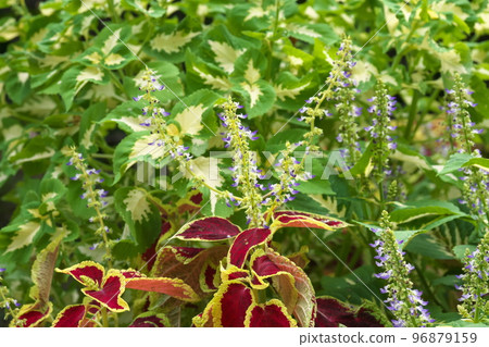 Coleus [green background] 96879159