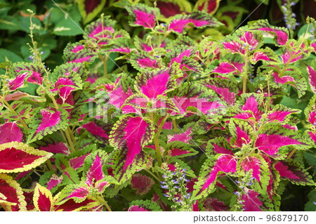 Coleus [green background] 96879170
