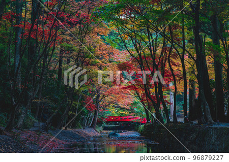 Autumn leaves Autumn leaves 96879227