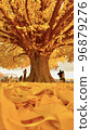 Large ginkgo trees that color autumn 96879276