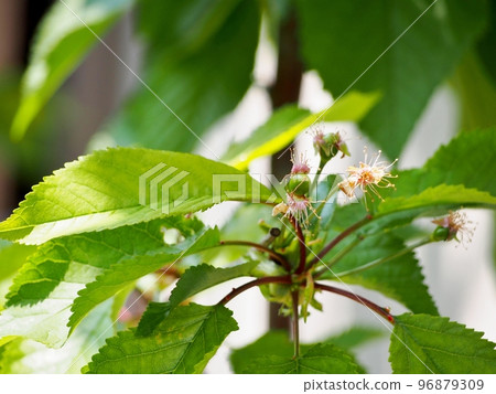 從花到果,櫻桃小子 從花到果,櫻桃小子 96879309