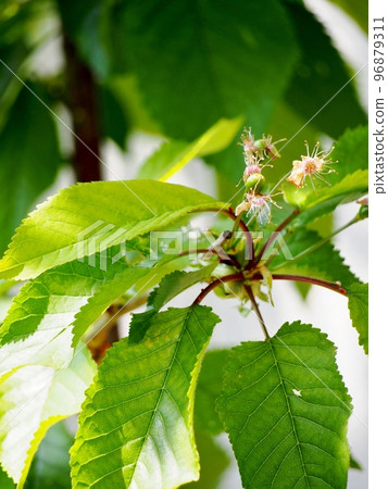 From flower to fruit, cherry young 96879311