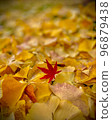 Maple relaxing on a ginkgo carpet 96879438