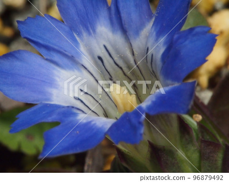 龍膽花 紫花在春光中綻放 龍膽花 紫花在春光中綻放 96879492