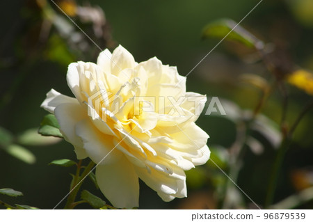 玫瑰奶油色花朵【綠底】 玫瑰奶油色花朵【綠底】 96879539