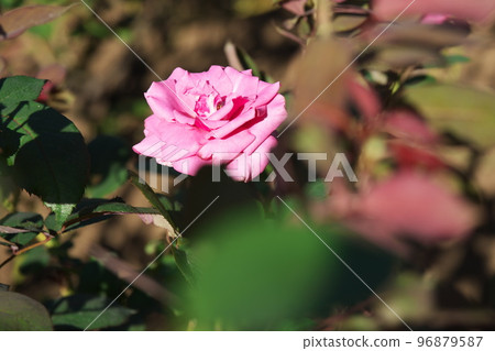 Purple rose flower [green background] 96879587