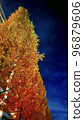Healing tree in autumn colors 96879606
