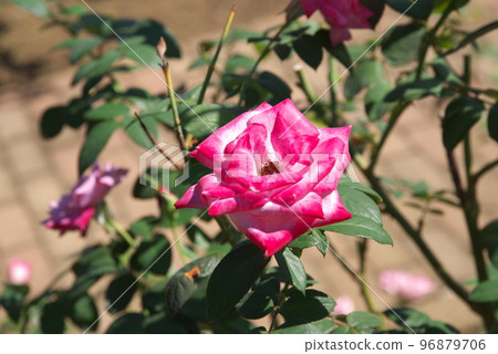 紅玫瑰花【綠底】 96879706