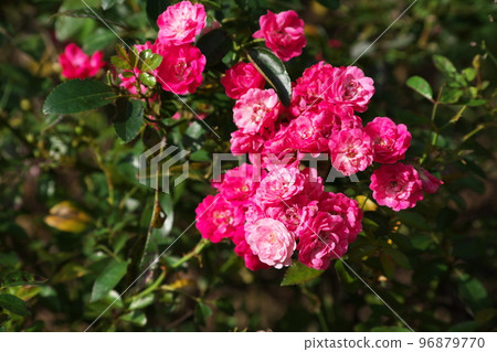 Red rose flower [green background] 96879770