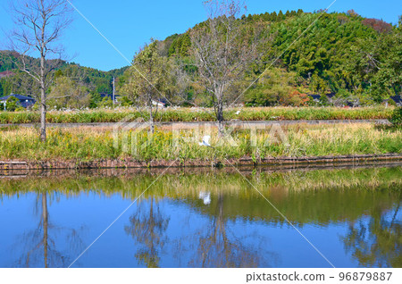 Junichogata Junichogata Suigo Park Wild Birds Himi City 96879887