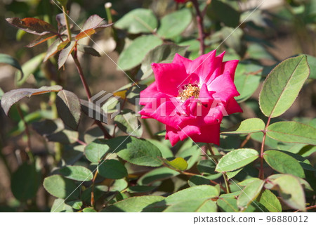 紅玫瑰花【綠底】 96880012