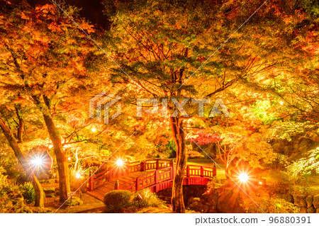 Illumination of autumn leaves in Atami Plum Garden 96880391