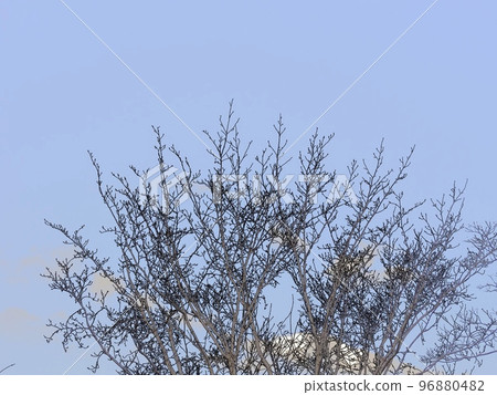 Winter trees without branches. Illustrated photo. Winter trees without branches. Illustrated photo. 96880482