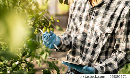 Agriculture uses production control tablets to monitor quality vegetables and tomato at greenhouse. Smart farmer using a technology for studying. Agriculture uses production control tablets to monitor quality vegetables and tomato at greenhouse. Smart farmer using a technology for studying. 96880571