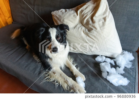 Naughty playful puppy dog border collie after mischief biting pillow lying on couch at home. Guilty dog and destroyed living room. Damage messy home and puppy with funny guilty look. Naughty playful puppy dog border collie after mischief biting pillow lying on couch at home. Guilty dog and destroyed living room. Damage messy home and puppy with funny guilty look. 96880936