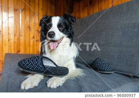 Naughty playful puppy dog border collie after mischief biting slipper lying on couch at home. Guilty dog and destroyed living room. Damage messy home and puppy with funny guilty look. Naughty playful puppy dog border collie after mischief biting slipper lying on couch at home. Guilty dog and destroyed living room. Damage messy home and puppy with funny guilty look. 96880937