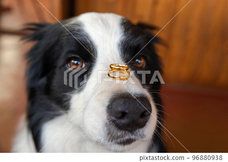 Will you marry me. Funny portrait of cute puppy dog border collie holding two golden wedding rings on nose, close up. Engagement, marriage, proposal concept. Will you marry me. Funny portrait of cute puppy dog border collie holding two golden wedding rings on nose, close up. Engagement, marriage, proposal concept. 96880938
