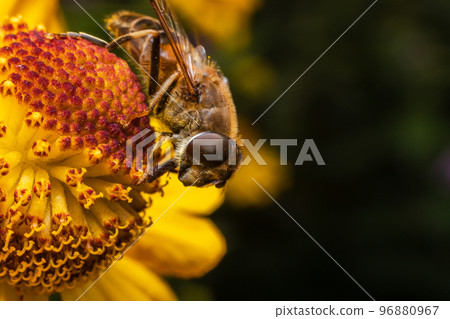 Honey bee covered with yellow pollen drink nectar, pollinating flower. Inspirational natural floral spring or summer blooming garden background. Life of insects, Extreme macro close up selective focus 96880967