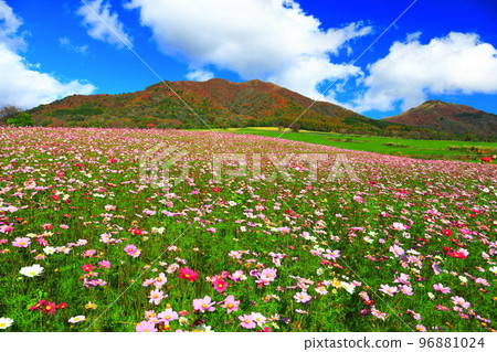 [岡山縣] Hiruzen Highlands（Hiruzen Jersey Land）的秋葉和秋天的櫻花 96881024