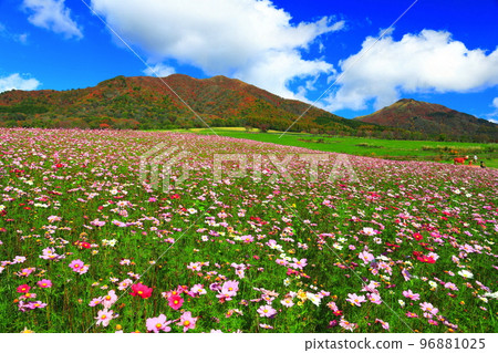 [Okayama Prefecture] Autumn leaves and autumn cherry blossoms in Hiruzen Highlands (Hiruzen Jersey Land) 96881025