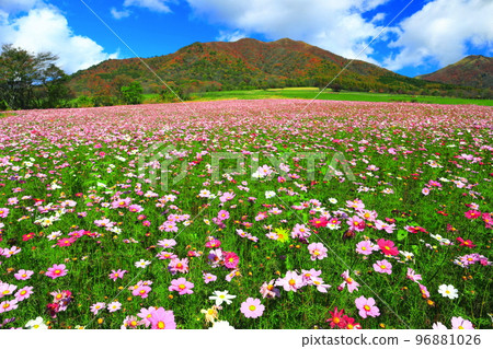 [Okayama Prefecture] Autumn leaves and autumn cherry blossoms in Hiruzen Highlands (Hiruzen Jersey Land) 96881026