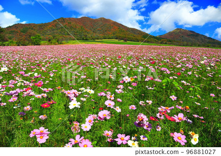 [Okayama Prefecture] Autumn leaves and autumn cherry blossoms in Hiruzen Highlands (Hiruzen Jersey Land) 96881027