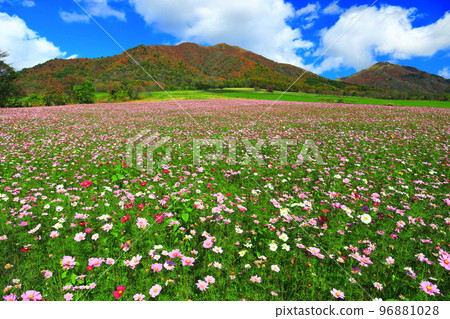 [岡山縣] Hiruzen Highlands（Hiruzen Jersey Land）的秋葉和秋天的櫻花 96881028