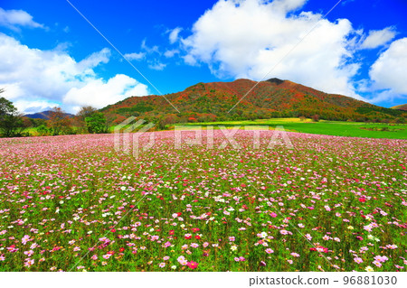 [岡山縣] Hiruzen Highlands（Hiruzen Jersey Land）的秋葉和秋天的櫻花 96881030