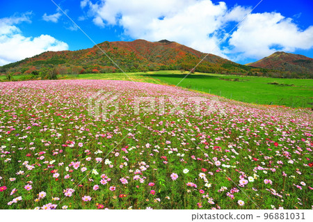 [岡山縣] Hiruzen Highlands（Hiruzen Jersey Land）的秋葉和秋天的櫻花 96881031