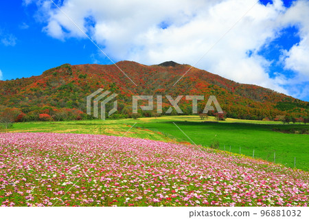 [岡山縣] Hiruzen Highlands（Hiruzen Jersey Land）的秋葉和秋天的櫻花 96881032
