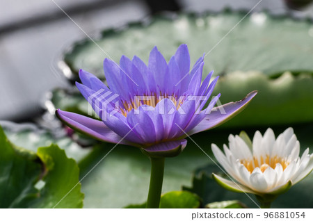Water lily pond 96881054