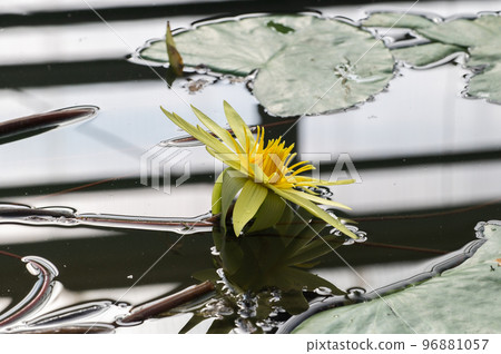 睡蓮池塘 96881057