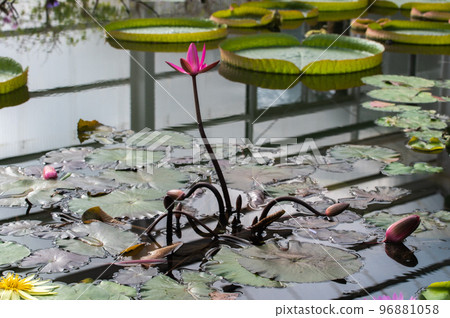 睡蓮池塘 96881058