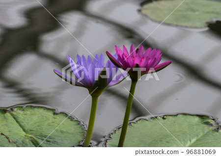 Water lily pond 96881069