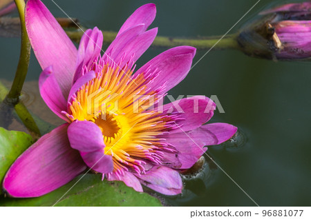 Water lily pond 96881077