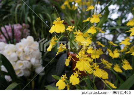 cluster of small yellow flowers cluster of small yellow flowers 96881406