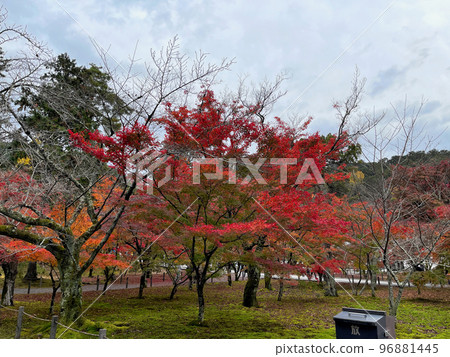 Autumn leaves of Kyoto Nanzenji 96881445